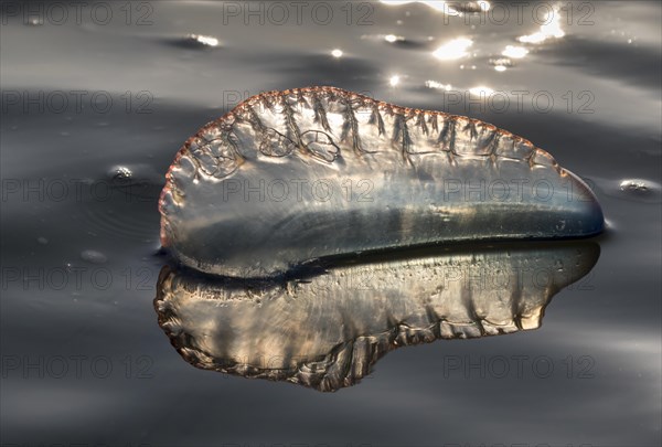 Portuguese Man O' War