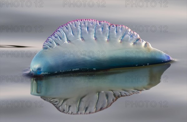 Portuguese Man O' War