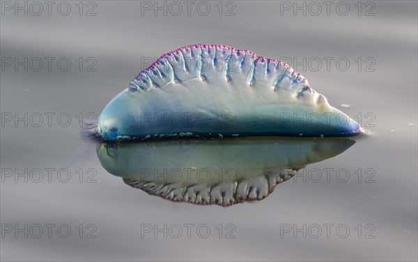 Portuguese Man O' War