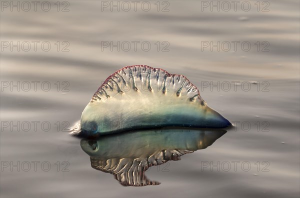 Portuguese Man O' War