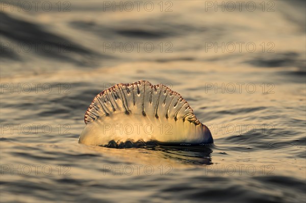 Portuguese Man O' War