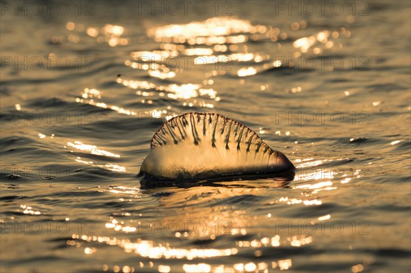 Portuguese Man O' War