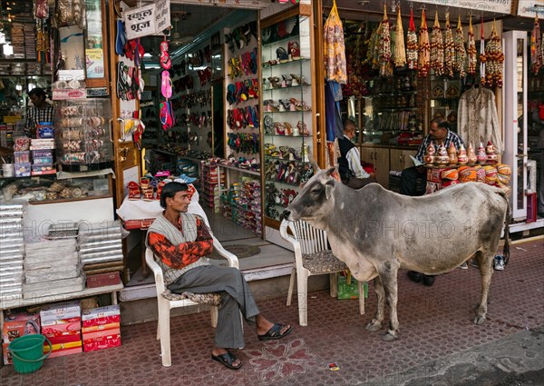 Holy cow in front of a souvenir shop in Udaipur