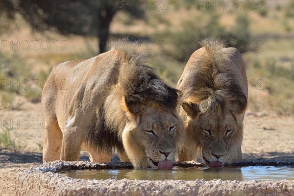 Two Lions