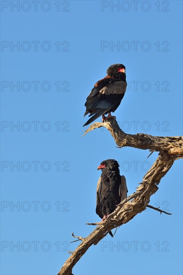 Two Bateleurs or Bateleur Eagles