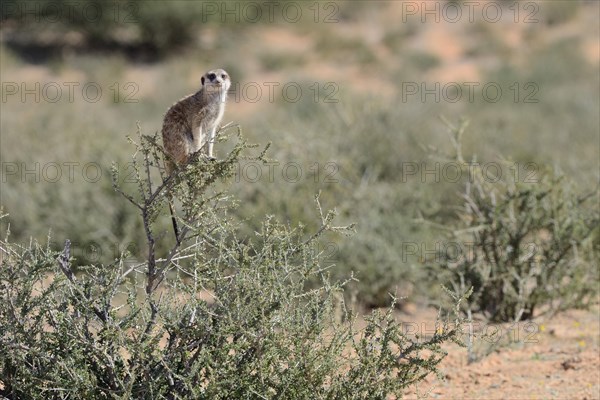 Meerkat