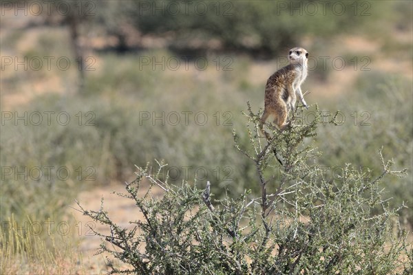 Meerkat