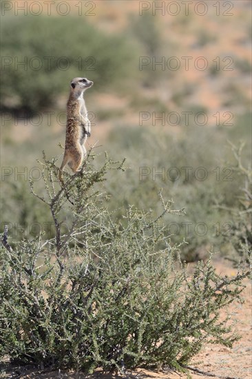 Meerkat