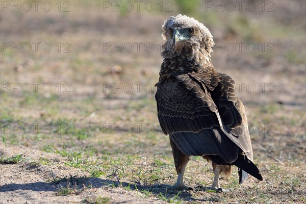 Bateleur Eagle