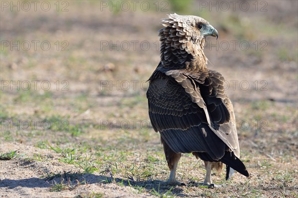 Bateleur Eagle