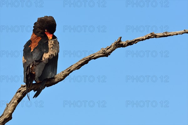 Bateleur Eagle