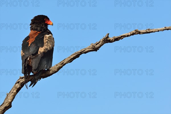 Bateleur Eagle