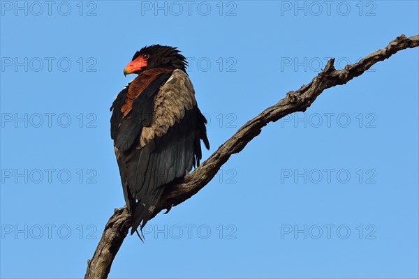 Bateleur Eagle