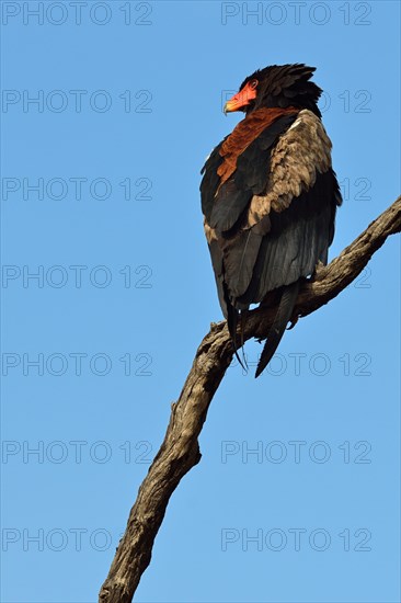 Bateleur Eagle