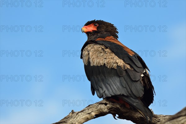 Bateleur Eagle