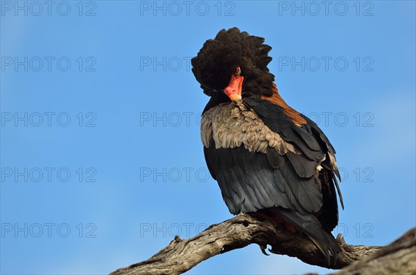 Bateleur Eagle