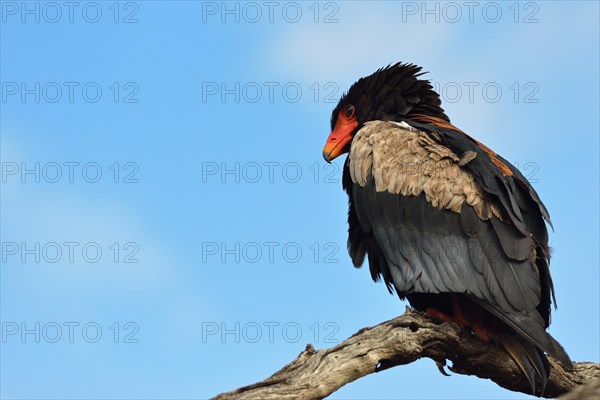 Bateleur Eagle