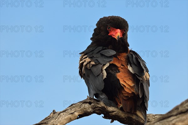 Bateleur Eagle