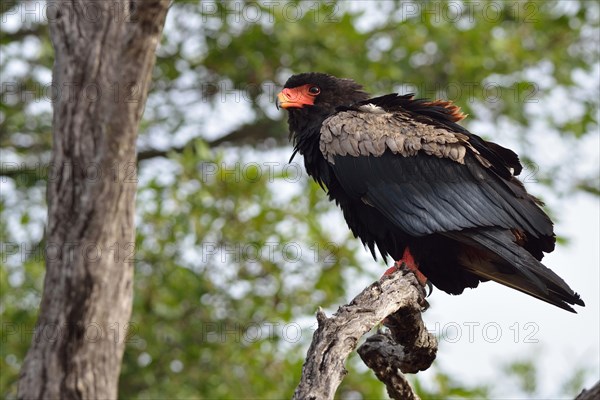 Bateleur Eagle