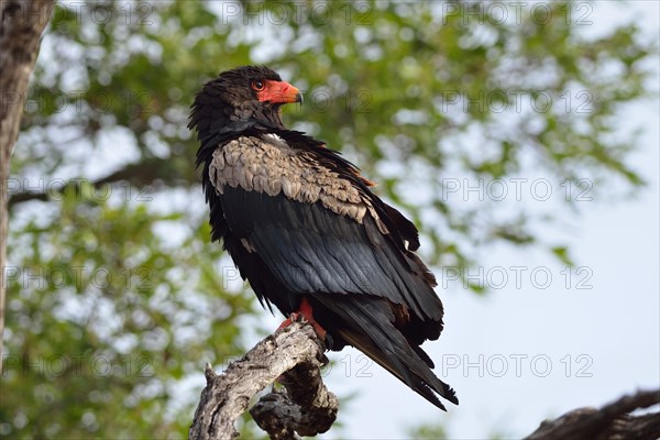 Bateleur Eagle