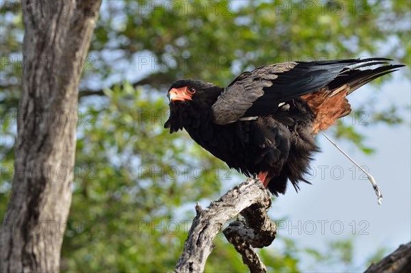 Bateleur Eagle