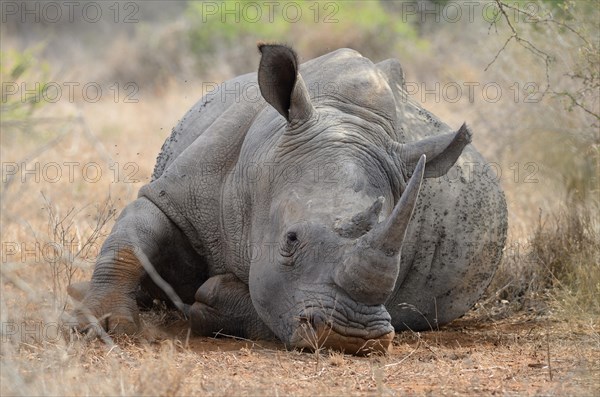 White Rhinoceros or Square-lipped Rhinoceros