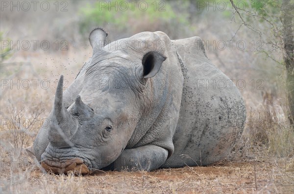 White Rhinoceros or Square-lipped Rhinoceros