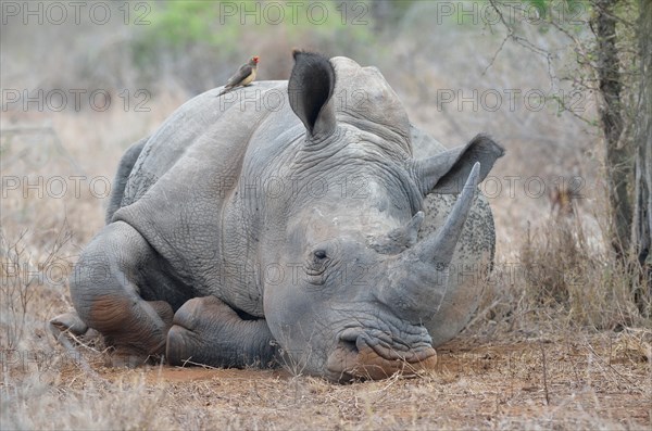 White Rhinoceros or Square-lipped Rhinoceros