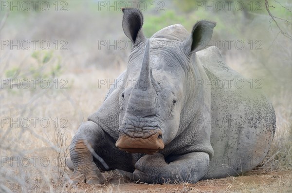 White Rhinoceros or Square-lipped Rhinoceros