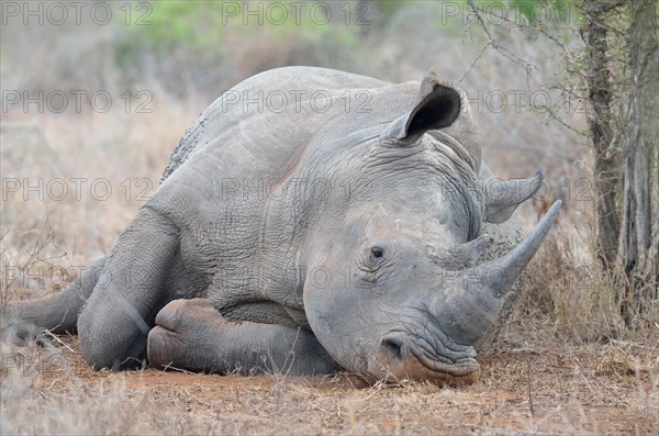 White Rhinoceros or Square-lipped Rhinoceros