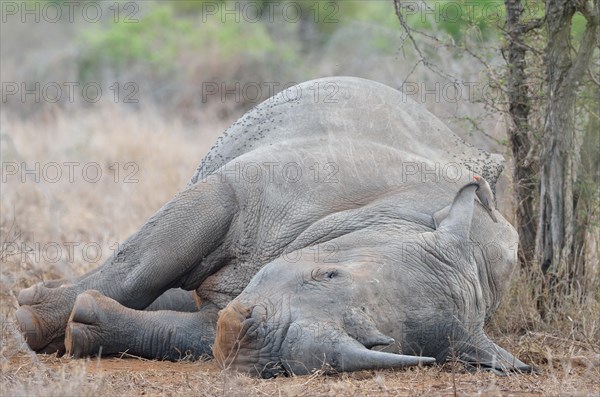 White Rhinoceros or Square-lipped Rhinoceros