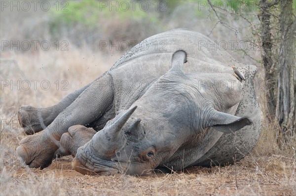 White Rhinoceros or Square-lipped Rhinoceros
