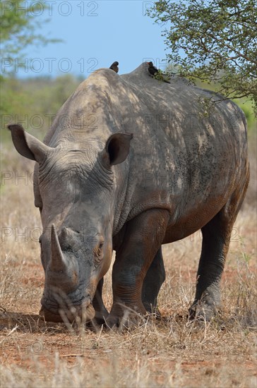 White Rhinoceros or Square-lipped Rhinoceros