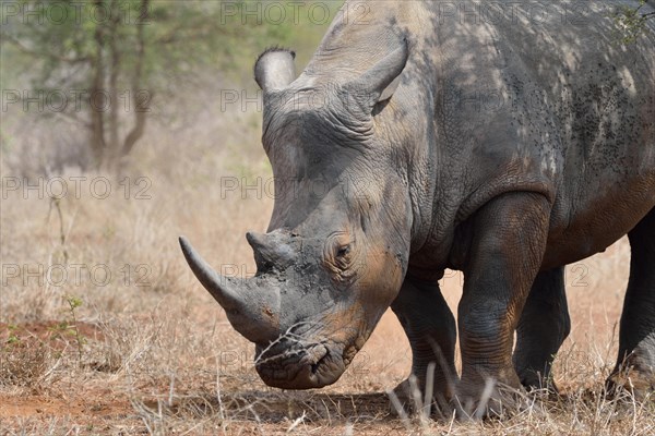 White Rhinoceros or Square-lipped Rhinoceros