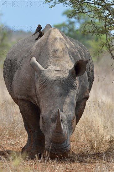 White Rhinoceros or Square-lipped Rhinoceros