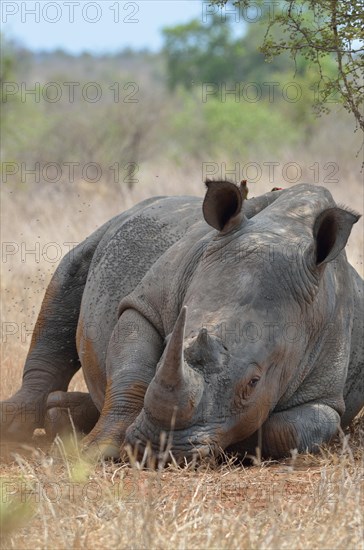 White Rhinoceros or Square-lipped Rhinoceros