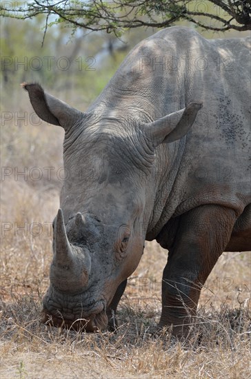 White Rhinoceros or Square-lipped Rhinoceros