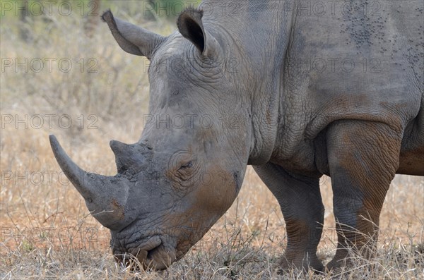 White Rhinoceros or Square-lipped Rhinoceros