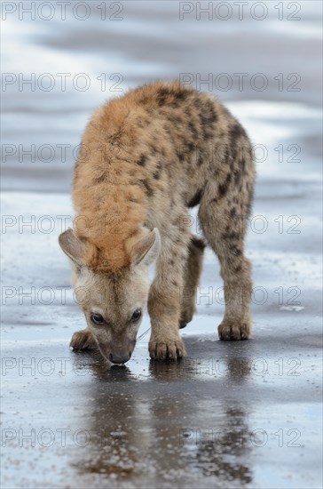 Spotted Hyena or Laughing Hyena