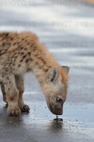 Spotted Hyena or Laughing Hyena