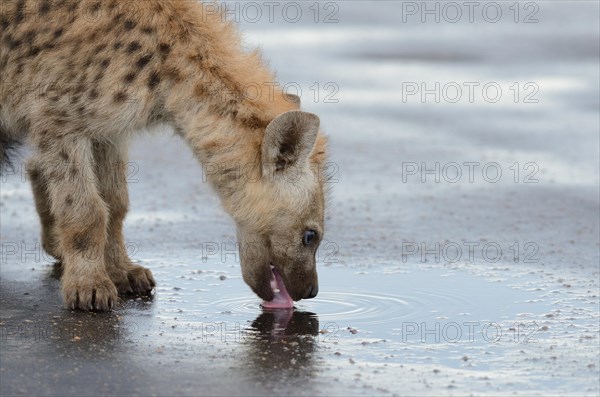 Spotted Hyena or Laughing Hyena