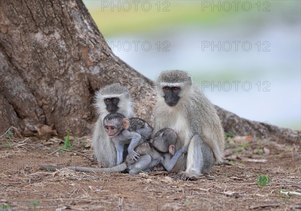 Vervet Monkeys