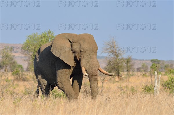 African Bush Elephant