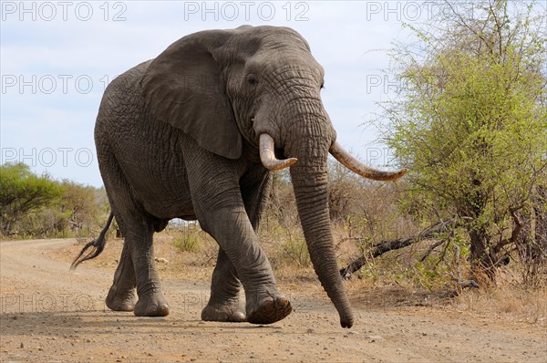 African Bush Elephant