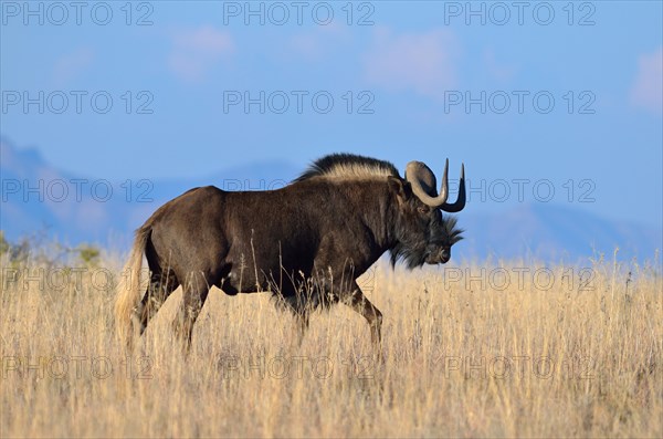 Black wildebeest or White-tailed gnu