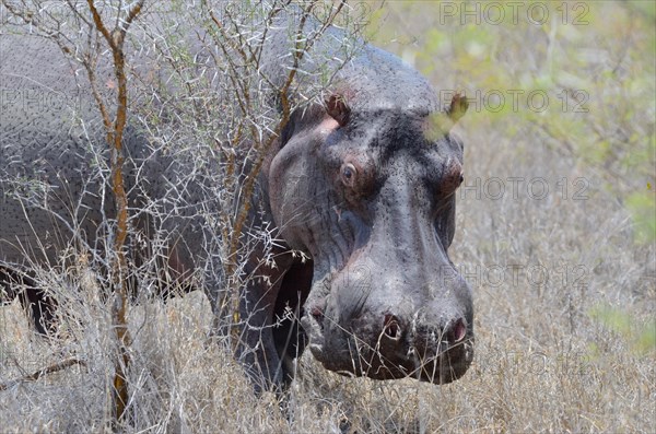 Hippopotamus