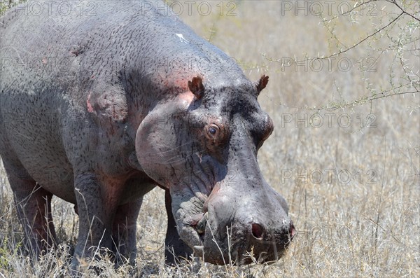 Hippopotamus