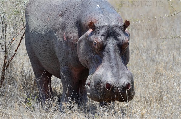 Hippopotamus