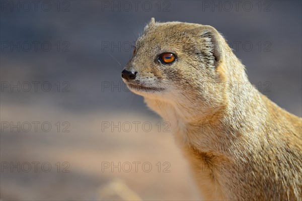 Yellow Mongoose