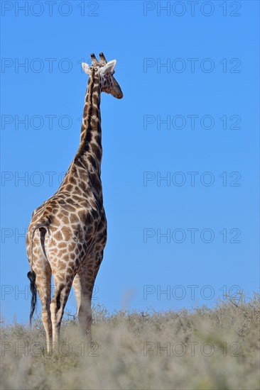 Giraffe